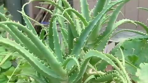 Aloe vera grows well