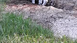 Hole digging