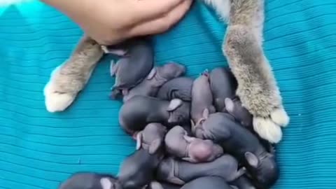 bunny giving birth pets,Baby bunnies