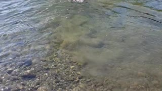 Jasper's First Swim