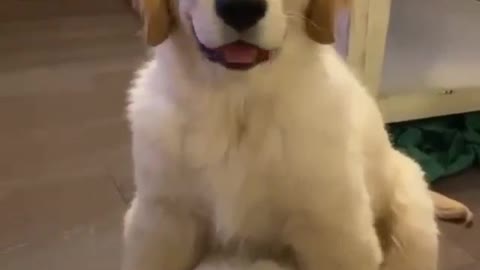 Cute puppy 😉 on beat