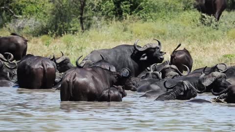 Buffalo in Water