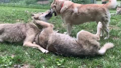 Husky and wolf dog lovely wrestling