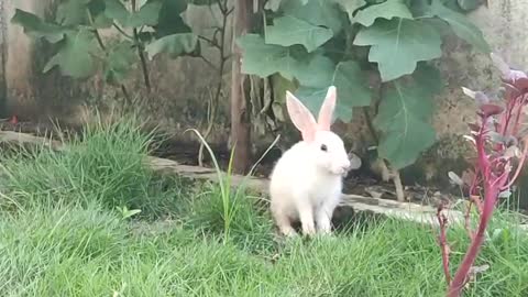 Funny and Cute Baby Bunny Rabbit Videos - Baby Animal