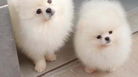 cute baby dogs funny videos keep smilling to you