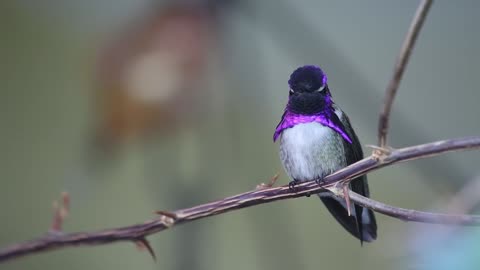 It is impossible to see a bird wearing a purple mask