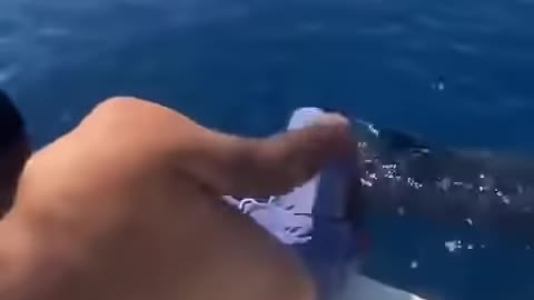 Watch a man jump on the back of a whale😰😰 Don't forget to like and subscribe