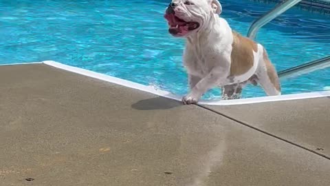 Plastic Toy Thwarts Poolside Corgi