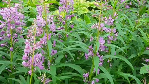 August 23,2022 Firewood in full bloom up at a place on Skyline Drive, Homer.