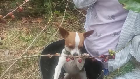Dog Helps Harvest Coffee Beans