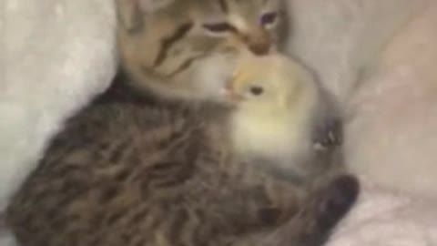 Kitten love chick