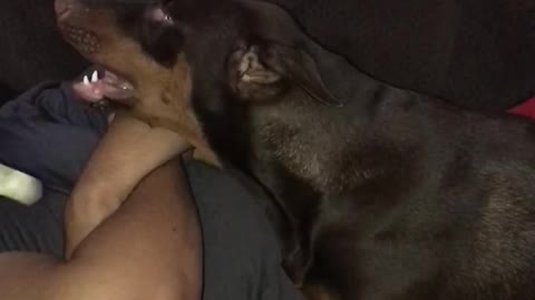 Super needy doberman demands owner's full attention