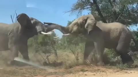 The Scene Of 2 African Elephants Fighting Is So Fierce And Scary
