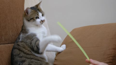 Pet owner playing with a cute cat straw