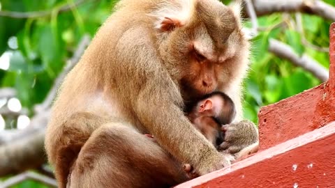 Mother monkey's love ❤️