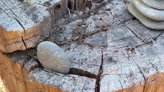 Mysterious Bigfoot Encounters_ Unexplained Rock Moves and Startling Footprint Discovery!
