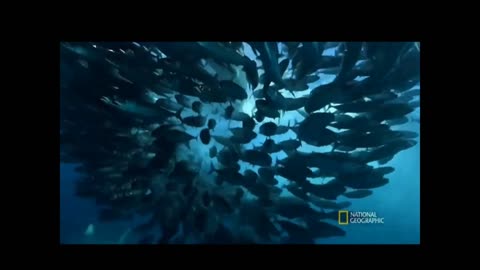 ( AMAZING OCEAN FOOTAGE ) UNBELIVABLE CAUGHT ON CAMERA