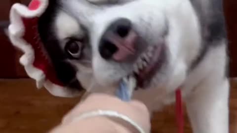 A husky being flirted with