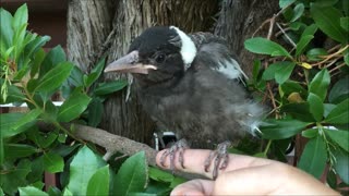 Baby Magpie