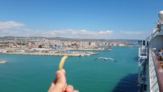 Seagull Flying to take food that a man feeds him