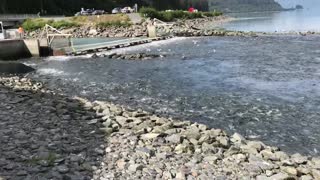 Valdez salmon in bay