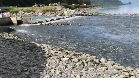 Valdez salmon in bay