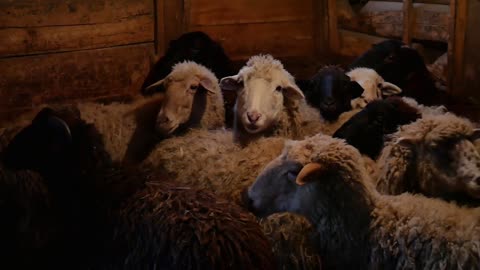 Goat farm. Goat family looking outside of the barn