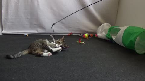 Kitten Jumps to Catch the Feathers