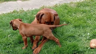 Little Lion Hound Is Coconuts About Her Big Lion Hound