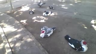 The ducks just want to rest in the park, under a tree! [Nature & Animals]