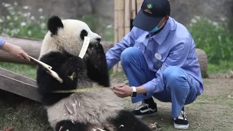 A good panda