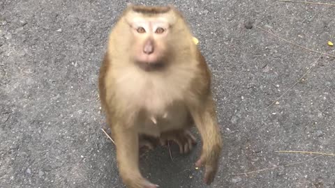 friendly monkey