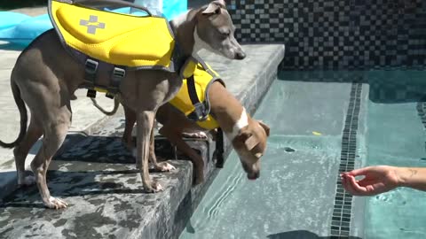 How To Train Your Dogs how to Swim