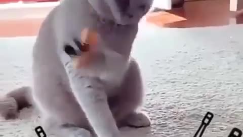 Cat is playing violin for his audience