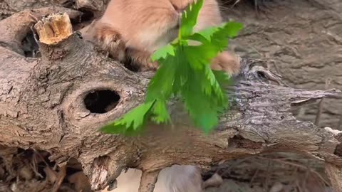 Cute rabbit eating 🥰😍🥹 #rabbit #cute #viral