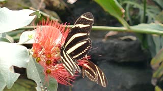 Butterflies Insects feeds On Flower nectar