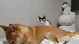 That Moment when You See a Cat Attacking His Dog best friend
