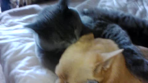 cat's got the dog and began to lick