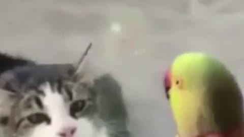 Pussy and parrot good friend