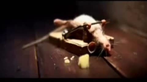 Rat funny video 😂😂😂😂