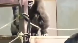 Gorilla Tag