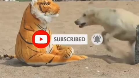 fake tiger prank.. 🤣🤣