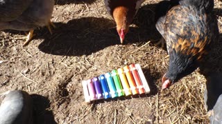 I tried to get my chickens to play a xylophone. I...tried.