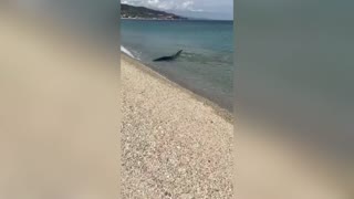 Blue Shark Swims In Shallows Of Italian Beach