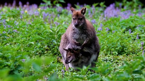 The word kangaroo derives from the Guugu Yimithirr word gangurru