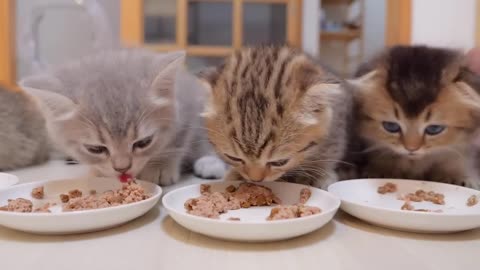 Kittens will meow and get angry if you take too long to feed them