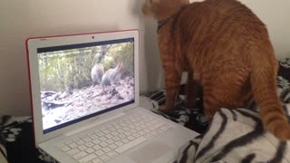 Confused Cat Watches Squirrels On Laptop