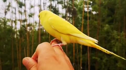 Amazing Smart Parrot