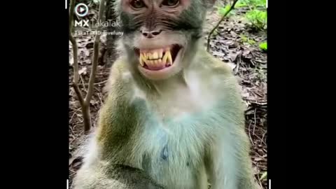 Very funny monkey vedio | 2022