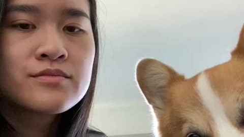 Kiss Your Pet on the Head Reaction Trend